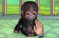 My Funny Ape