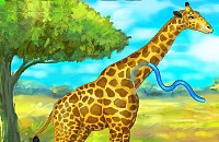 Girafe Zoo