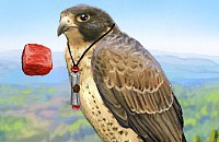Brave Falcon