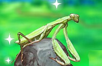 Inteligente Mantis