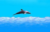 Dolfijnen Race
