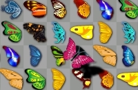Papillon Kyodai