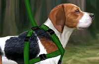Beagle Training